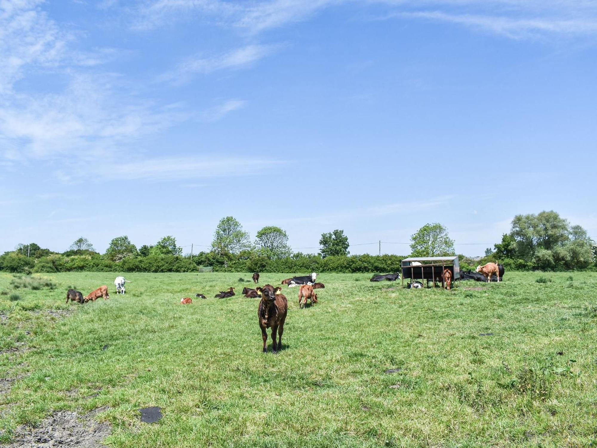 Green Acre Farm Ely Esterno foto
