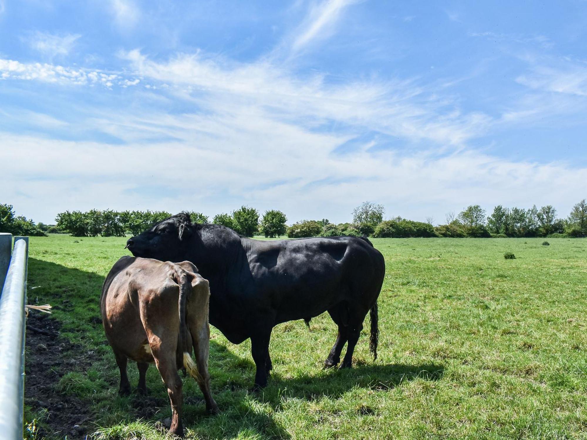 Green Acre Farm Ely Esterno foto